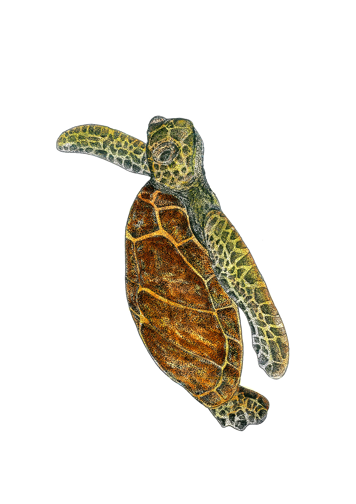 Fauna marina